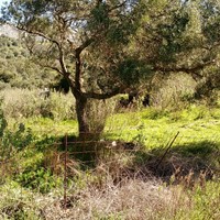 Land plot in Greece, Crete