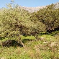 Land plot in Greece, Crete