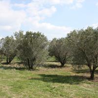 Land plot in Greece, Central Macedonia, Center