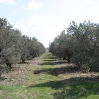 Land plot in Greece, Central Macedonia, Center