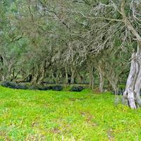 Land plot in Greece, Ionian Islands