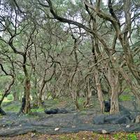 Land plot in Greece, Ionian Islands