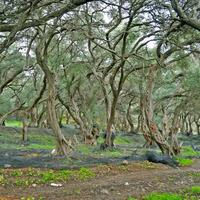 Land plot in Greece, Ionian Islands