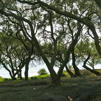 Land plot in Greece, Ionian Islands