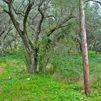 Land plot in Greece, Ionian Islands