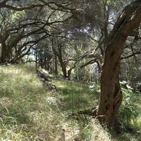 Land plot in Greece, Ionian Islands, 8890 sq.m.