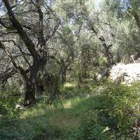 Land plot in Greece, Ionian Islands, 8890 sq.m.