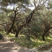 Land plot in Greece, Ionian Islands, 8890 sq.m.