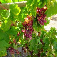 Другое в Греции, Пелопоннес, Kori, 170 кв.м.