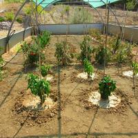 Другое в Греции, Пелопоннес, Kori, 170 кв.м.