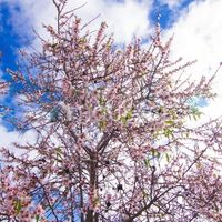 Вилла в Испании, Канарские Острова, Санта-Крус-де-Тенерифе, 8260 кв.м.