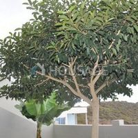 Вилла в Испании, Канарские Острова, Санта-Крус-де-Тенерифе, 1235 кв.м.