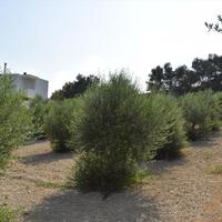 Земельный участок в Греции, Крит, Ханья, 877 кв.м.