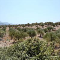 Land plot in Greece, Crete