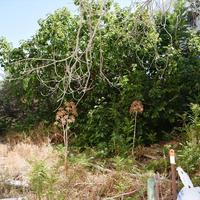 Земельный участок в Греции, Крит, Ханья, 402 кв.м.