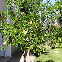 Villa in Greece, Crete, Chania, 250 sq.m.