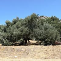 Земельный участок в Греции, Крит, 1000 кв.м.