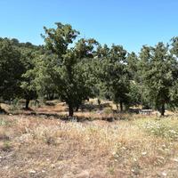 Land plot in Greece, Crete, 2000 sq.m.