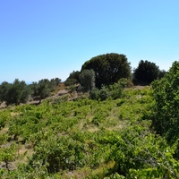 Land plot in Greece, Crete, 3500 sq.m.