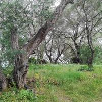 Land plot in Greece, Ionian Islands, 7500 sq.m.