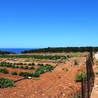 Land plot in Greece, Crete, 5000 sq.m.