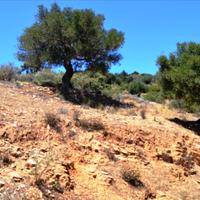 Земельный участок в Греции, Крит