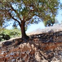 Земельный участок в Греции, Крит