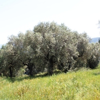 Земельный участок в Греции, Центральная Македония, Центр