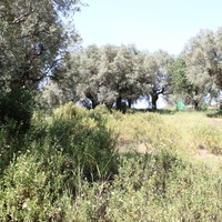 Земельный участок в Греции, Центральная Македония, Центр