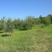Land plot in Greece, Crete, 3900 sq.m.