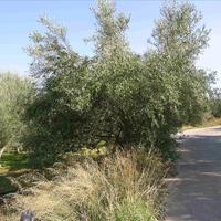 Land plot in Greece, Crete, 3900 sq.m.