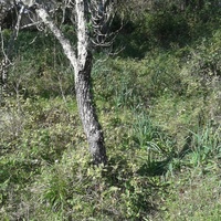 Land plot in Greece, Ionian Islands