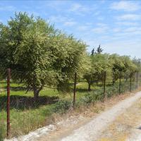 Land plot in Greece, Peloponnese, Kori