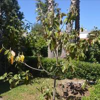 Квартира в Греции, Ионические острова, 40 кв.м.