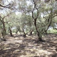 Земельный участок в Греции, Ионические острова