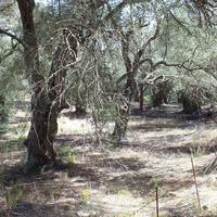 Земельный участок в Греции, Ионические острова