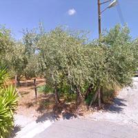 Land plot in Greece, Thessaly