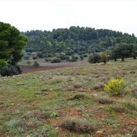 Земельный участок в Греции, Центральная Македония, Центр