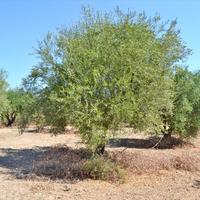 Земельный участок в Греции, Пелопоннес, Ili