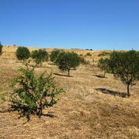 Земельный участок в Греции, Центральная Македония, Центр