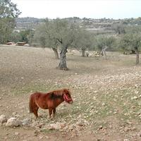 Земельный участок в Греции, Пелопоннес