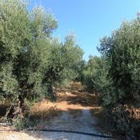 Land plot in Greece, Crete, 5000 sq.m.