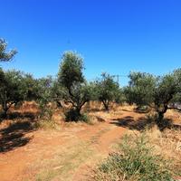 Land plot in Greece, Crete, 2000 sq.m.