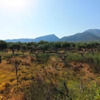 Land plot in Greece, Crete, 5500 sq.m.