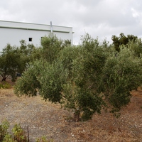 Земельный участок в Греции, Крит, Ханья, 535 кв.м.