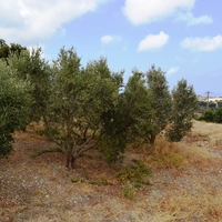 Земельный участок в Греции, Крит, Ханья, 535 кв.м.