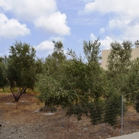 Земельный участок в Греции, Крит, Ханья, 535 кв.м.