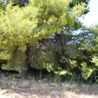 Land plot in Greece, Central Macedonia, Center, 9800 sq.m.