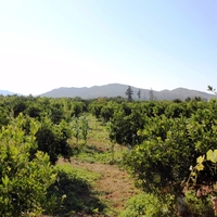 Land plot in Greece, Crete, Chania