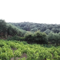 Land plot in Greece, Crete, Chania